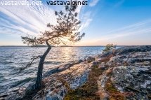 yksinainen-manty