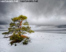 puu-meren-aarella