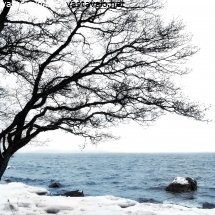 puu-rannalla