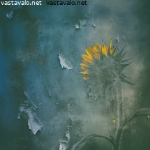auringonkukan-ilta