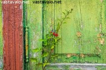 rapistunut-ovi