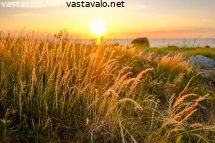 heinikko-iltavalossa