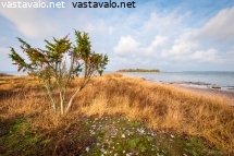 ulkosaariston-kataja