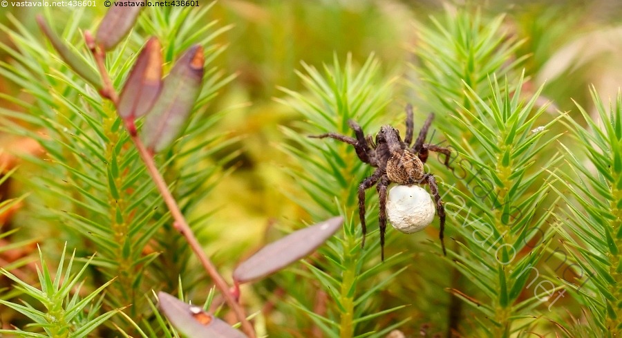Kuva Hämähäkki Hämähäkki Lisääntyminen Naaras Sammal Sammalmätäs