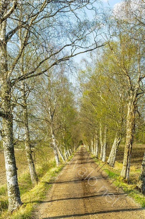 Haapa Runko Kuva: Kujalla - koivukuja kuja luonto kevätluonto keväinen puusto puu ...