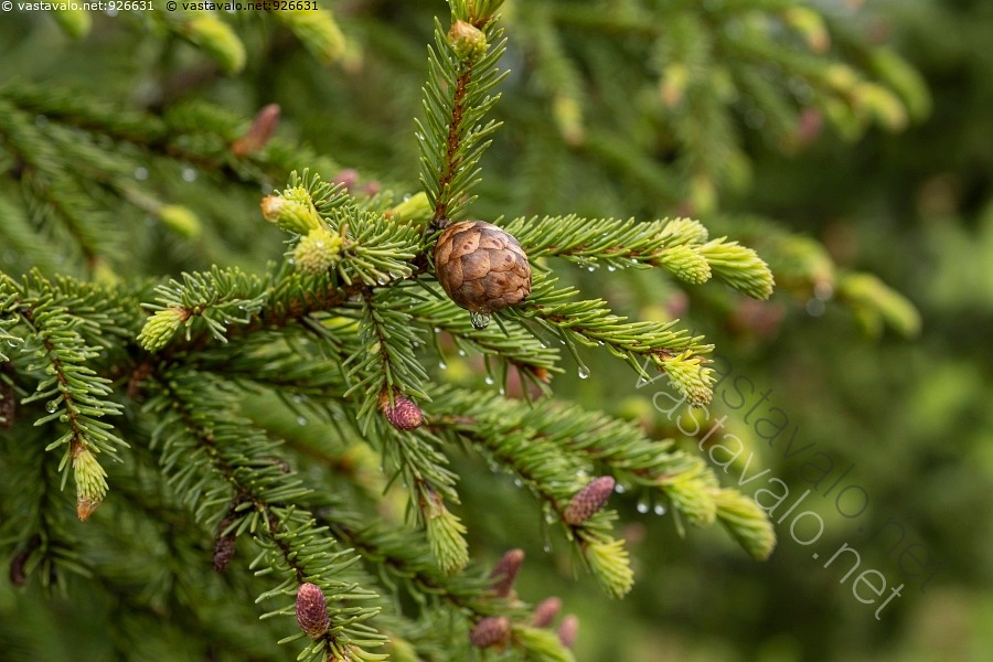 Kuva: Keväisessä metsässä - kuusi vuosikasvu vuosikasvain kuusenkäpy ...
