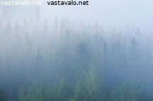 usvainen-metsa