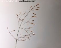 vesihelmia-heinankorressa