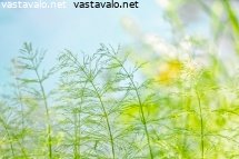 heleaa-kevatluontoa