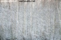 kuurainen-koivikko