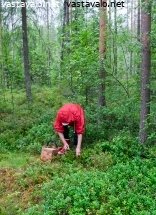 marjojen-keruuta-metsassa