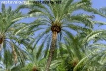 palmujen-katveessa