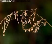 hyvä suihin Elokuvat