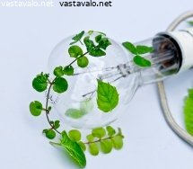 luontystavalliseksi-naamioitunut