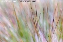 syksyisia-heinia
