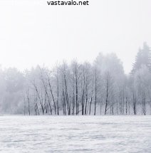 kuuraiset-puut-pellon-reunalla