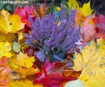 violetin-callunan-ja-syyslehtien-varikkyytta
