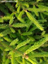 Kuva: Keväisessä metsässä - kuusi vuosikasvu vuosikasvain kuusenkäpy ...