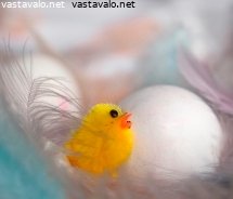 paasiaistipu