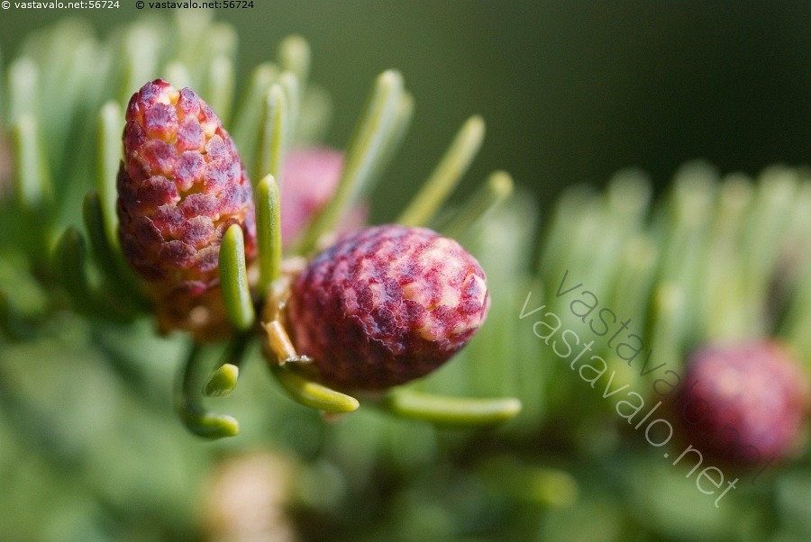 Kuva: Kuusen kukinto - kuusi hedekukinto punainen Picea abies puu kevät ...