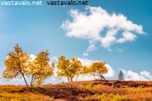 tunturikoivut