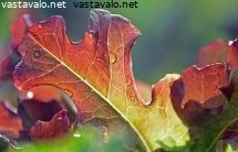 varia-ruokapoytaan