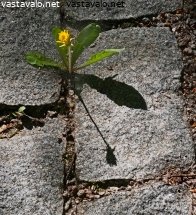 voikukka