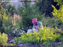 kasvimaalla