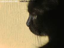 Miten saada naaras ruiskuttaakolumbialainen XXX-videot