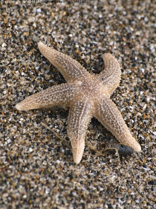 Kuvahaun tulos haulle meritähti