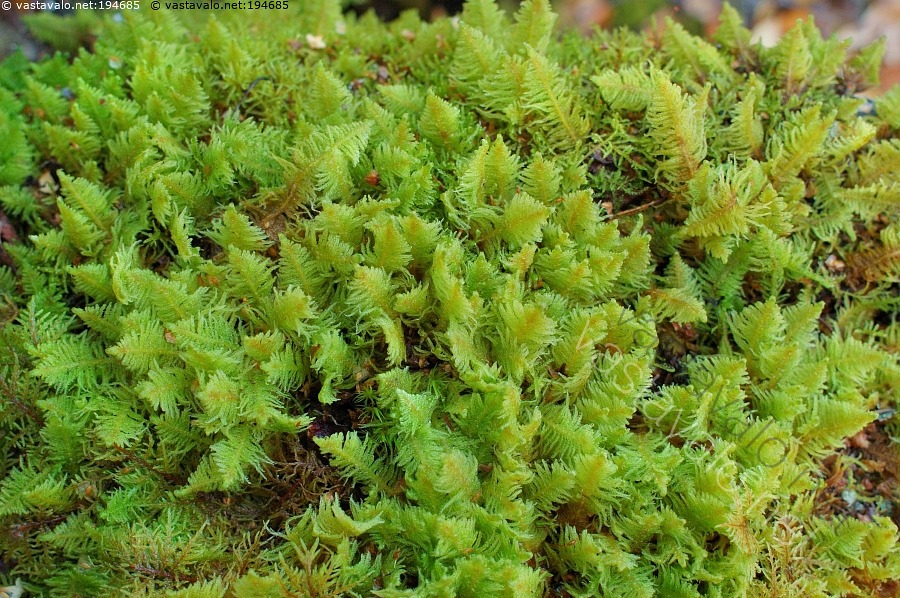 Kuva Sulkasammal Sulkasammal Ptilium Crista castrensis Sammal kuva-sulkasammal-sulkasammal-ptilium-crista-castrensis-sammal