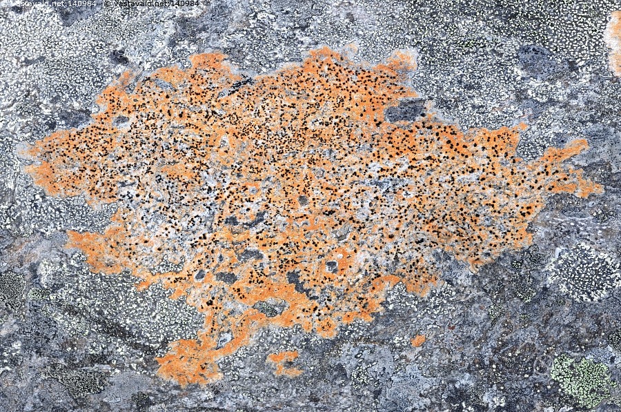 kuva-punainen-j-k-l-j-k-l-kivi-lecidea-lithophila-kivij-k-l