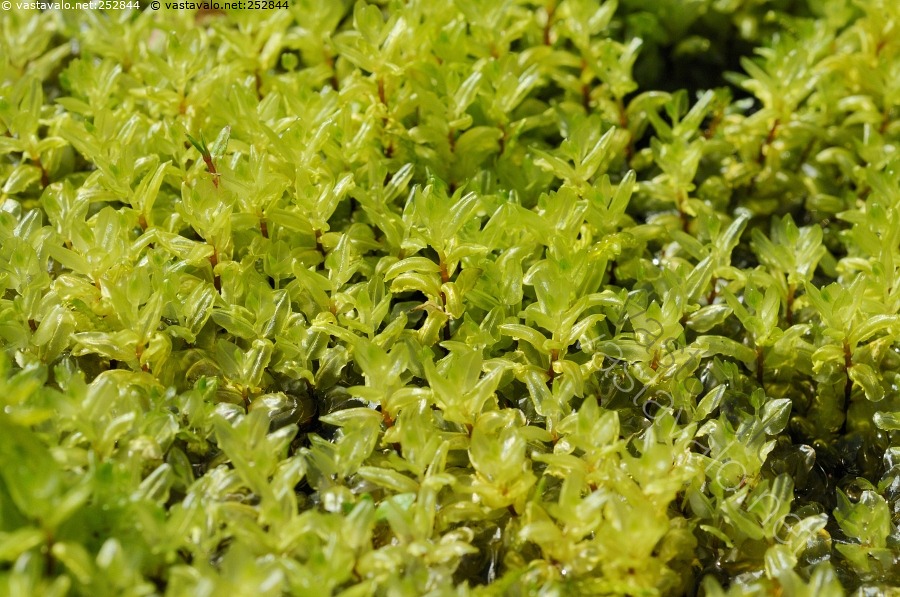 Kuva Kiiltolehv sammal Kiiltolehv sammal Lehv sammal Pseudobryum kuva-kiiltolehv-sammal-kiiltolehv-sammal-lehv-sammal-pseudobryum