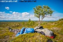 nokoset-tunturikoivun-alla