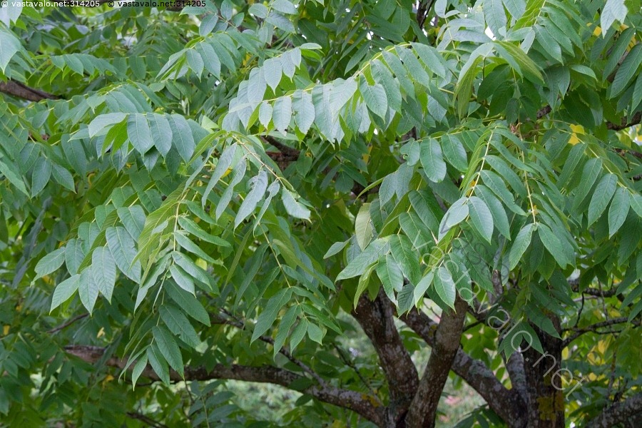 kuva-mantsurian-jalop-hkin-mantsurian-jalop-hkin-juglans