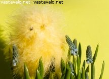 paasiaistipu