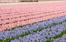 hyasinttirivit