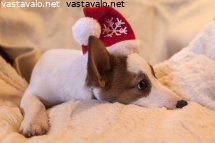 vasynyt-tonttu