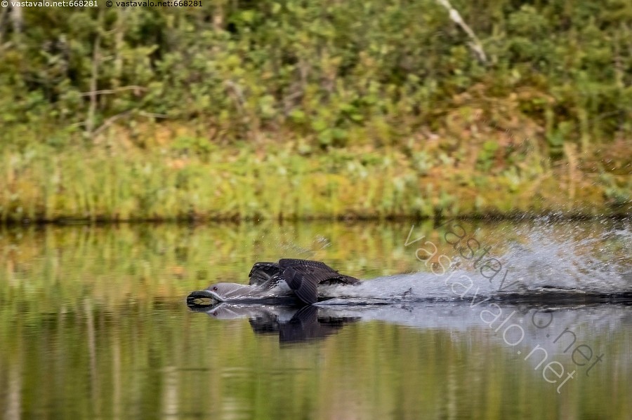  Pikaruokaa - kaakkuri Gavia stellata kuikkalintu suolampi vesi heijastukset vihre tyyni pinta lent siivet kala ruokinta