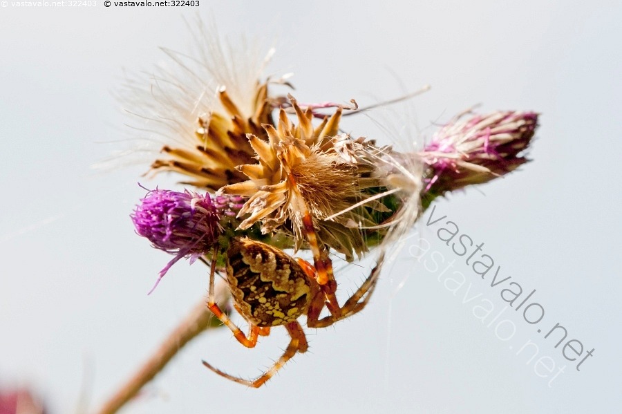 Kuva Suojav ri Asterikasvit Asteroideae Cirsium Helenioides kuva-suojav-ri-asterikasvit-asteroideae-cirsium-helenioides
