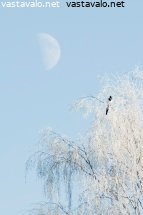 kuu-harakka-ja-koivu