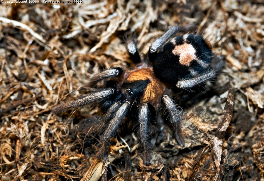 Kuva Trinidad Dwarf Tigerrump Cyriocosmus elegans tarantula