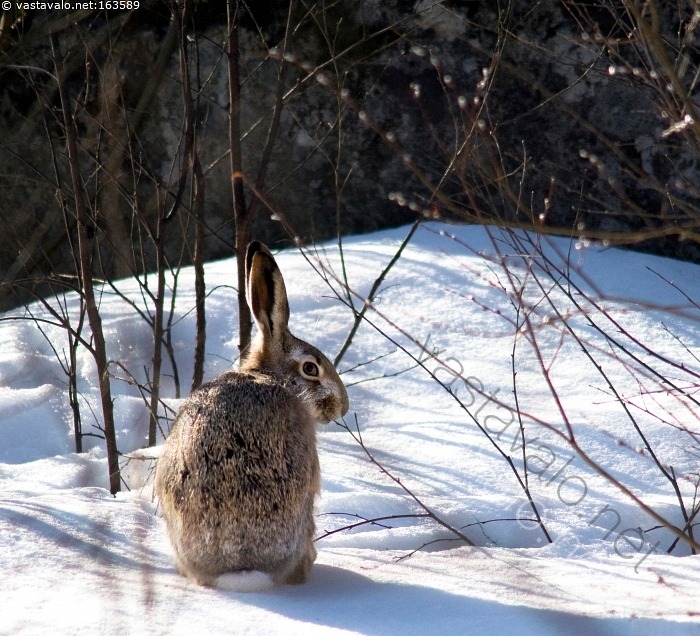 kuva-p-si-ispupu-rusakko-lepus-europaeus-kev-t-pajunkissat-hanki