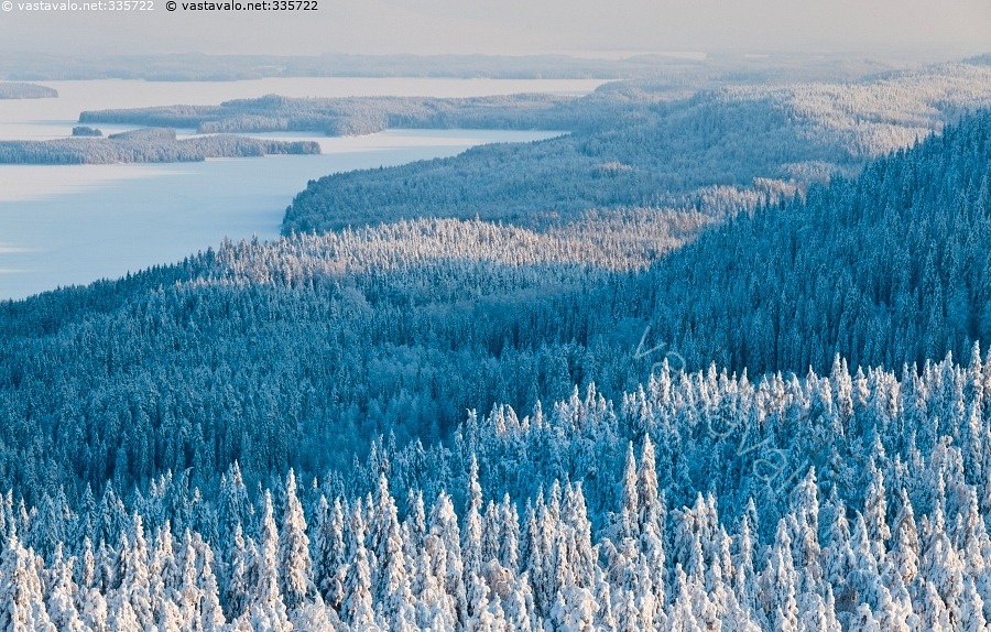 kuva-luminen-mets-talvimaisema-mets-lumi-luminen-kuusikko-koli