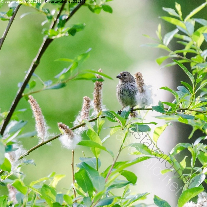 Kuva: Hemppo pajussa - kesä paju siemenet pajunkissat Carduelis ...