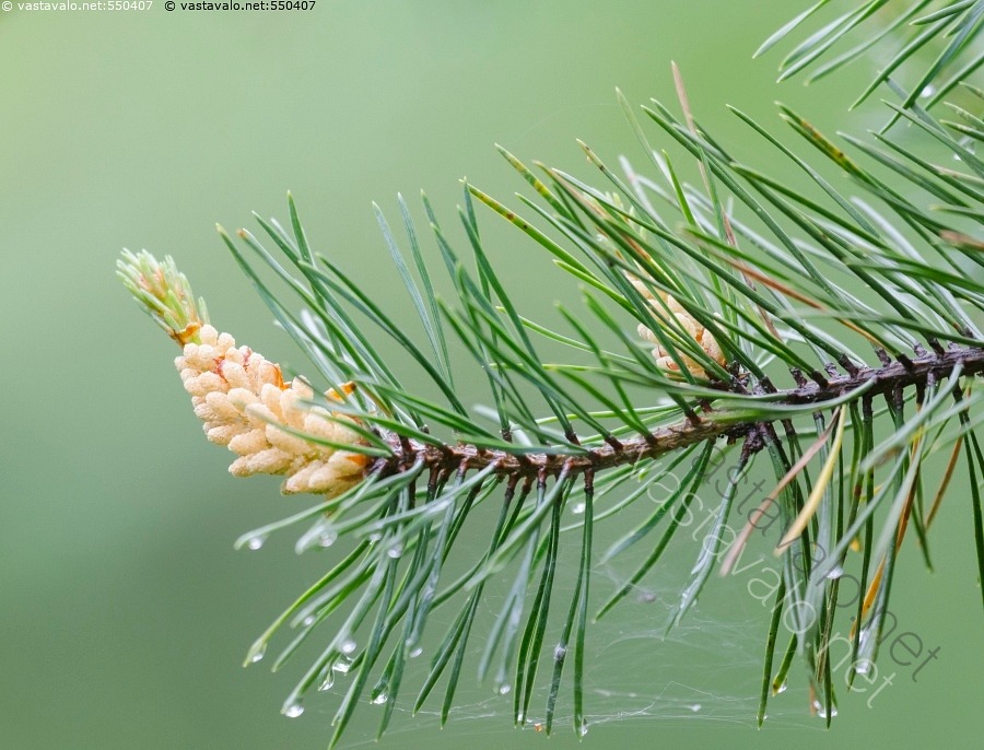 Kuva: Männyn nuori käpy - mänty hedekukinto vihreä ruskea oksa neulaset ...