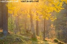 metsaruska