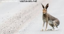 janis-tiella