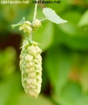 Kuva: Humala kiipeilee aidalla - humala Humulus lupulus hamppukasvi ...