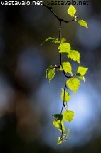 riippakoivun-oksa